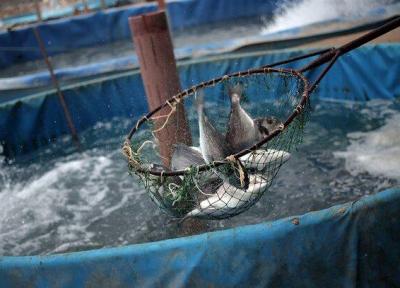 آب خوش از گلوی تولیدکنندگان ماهی خرمشهر پایین نمی رود