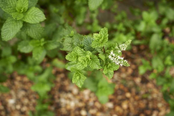 سبزیجاتی که نمی میرند!