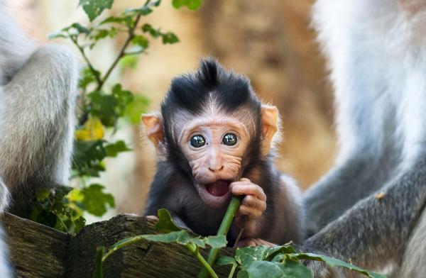 کیف قاپی به وسیله یک میمون در حیات وحش، عکس