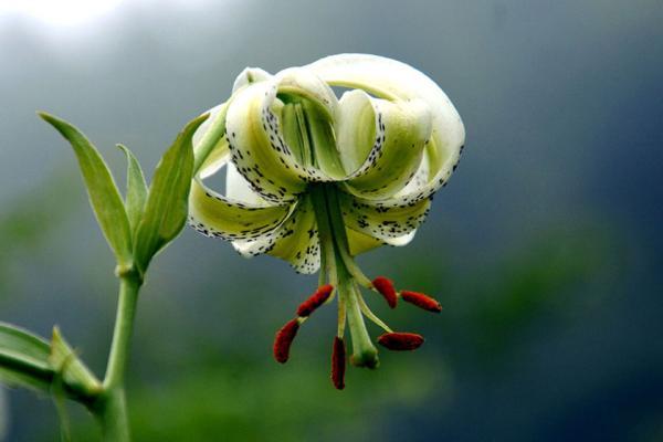 گلی که فقط در ایران می روید